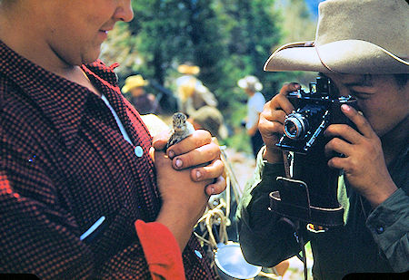 Captured Quail at camp