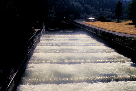 Fish Ladder, Bonneville Dam, Columbia River, Oregon-Washington