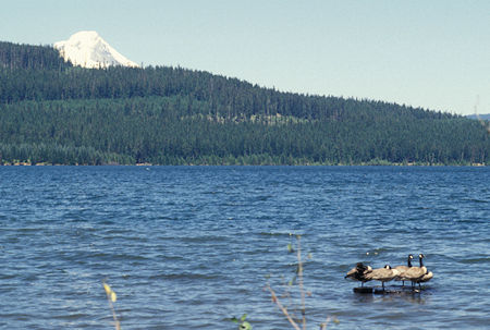 Mt. Hood and waterfowl at Timothy Lake, Oregon