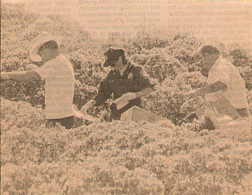 The Mammoth Lakes Police Department and the Mono County Sheriff-Coroner's Office were called out to recover human remains found behind Minaret Village Mall on Wednesday. Doing the initial search on Wednesday, from left to right, are Sgt. Deputy Chief Coroner Steve Maris, Detective Karen Smart and Deputy Investigator John Rutkowski