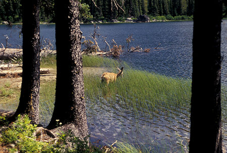 Deer feeding in Stuart Lake, Stuart Lake Trail, Alpine Lakes Wilderness, Washington