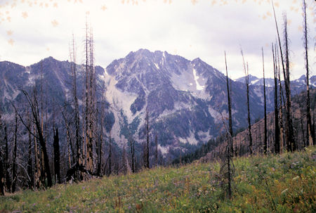 Stuart Range, fire scarred trees from trail to Carolyn Lake, Alpine Lakes Wilderness, Washington