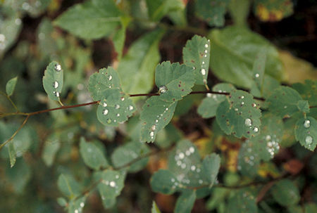 'Diamonds' (water drops) on leaves on Lake Creek Trail to Black Lake, Pasayten Wilderness, north of Winthrop, Washington