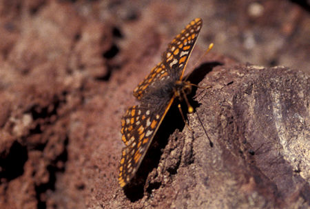 Butterfly on top of Tumac Mountain, William O. Douglas Wilderness, Washington