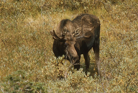 Moose - Grand Teton National Park 1977 Moose - Grand Teton National Park 1977