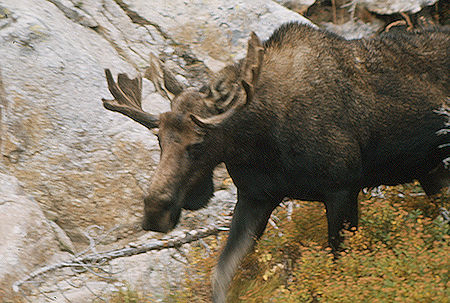 Moose - Grand Teton National Park 1977 Moose - Grand Teton National Park 1977