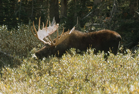 Moose - Grand Teton National Park 1977 Moose - Grand Teton National Park 1977
