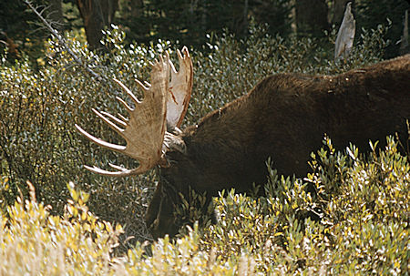 Moose - Grand Teton National Park 1977 Moose - Grand Teton National Park 1977