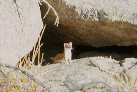 Short Tailed Weasel - Wind River Range 1977 Short Tailed Weasel - Wind River Range 1977