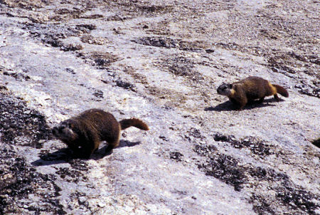 Marmots, Upper Geyser Basin, Yellowstone National Park
